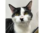 Adopt Spicy Tuna a Domestic Short Hair