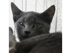 Adopt Bigfoot a Domestic Short Hair