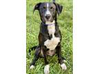 Adopt Theo a Great Dane, Mixed Breed
