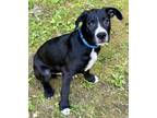 Adopt Bear a Great Dane, Mixed Breed