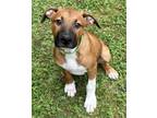 Adopt Kahu a Great Dane, Mixed Breed