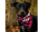 Adopt Syrup a Mixed Breed
