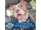 Adopt Gizmo a American Staffordshire Terrier
