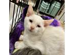 Adopt Rigby a Siamese, Domestic Short Hair