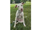 Adopt KIPPER a Whippet