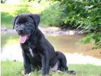 Adopt PUPPY PERCY a Labrador Retriever