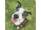 Adopt Kylo Rei a Catahoula Leopard Dog