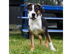 Adopt Dozer a Hound, Beagle