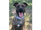 Adopt Bulbasaur a Labrador Retriever, Plott Hound