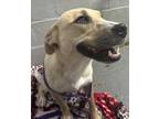Dog for adoption - Prada, a Black Mouth Cur & Black Labrador Retriever Mix