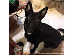 Dog for adoption - Peppa, a German Shepherd Dog