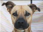 Dog for adoption - Hermoine, a Black Mouth Cur