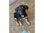 Dog for adoption - Buttercup, a German Shepherd Dog