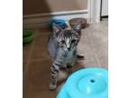Adopt Snickers Almond a Tabby