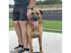 Dog for adoption - Lobo, a German Shepherd Dog & Black Mouth Cur Mix