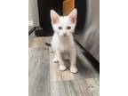 Adopt Captain Yap a Domestic Short Hair