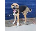 Adopt Alabama Shakes Pup: Heath a Hound