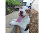 Adopt Alabama Shakes Pup: Zac a Hound
