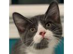 Adopt Cherry's kittens: Napoleon a Domestic Short Hair