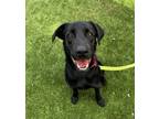 Adopt Odysseus / Tank a Labrador Retriever