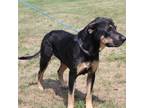Dog for adoption - Dutchess (7586), a Rottweiler Mix