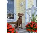 Dog for adoption - ROO, a Labradoodle
