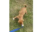 Dog for adoption - Bee, a Boxer & American Bully Mix