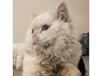 Adopt Jaime Kuwait - no longer available a Persian, Domestic Short Hair