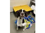 Adopt Darrell Dew Drop a German Shorthaired Pointer