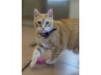 Adopt Nubbles a Domestic Short Hair
