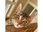 Adopt Alex a Domestic Short Hair