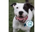 Adopt Harvey a Mixed Breed