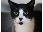 Adopt Batman a Domestic Short Hair