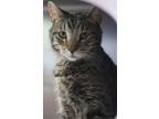 Adopt Lenny a Domestic Short Hair
