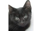 Adopt Nimbus a Domestic Short Hair