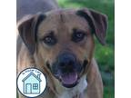 Adopt A.C. Slater a Mixed Breed