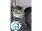 Adopt Meatball a Domestic Short Hair