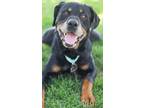 Adopt Maserottie a Mixed Breed