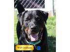 Adopt Patito a Rottweiler, Mixed Breed
