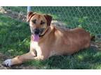 Adopt Hogan a Mixed Breed