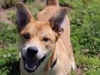 Adopt Baylor a Mixed Breed