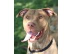 Adopt Dunkin a Mixed Breed