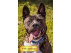 Adopt Mars a Mixed Breed, Boxer