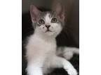 Adopt Baker a Domestic Short Hair