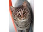 Adopt Merlin a Domestic Short Hair