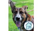 Adopt Gizmo a Mixed Breed