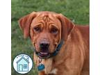 Adopt Max a Mixed Breed