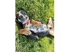 Adopt Spike a German Shorthaired Pointer, Mixed Breed