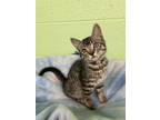 Adopt Beach Volleyball a Domestic Short Hair