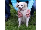 Adopt Tramp a Havanese, Mixed Breed